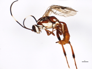  ( - BIOUG00878-E06)  @12 [ ] CreativeCommons - Attribution (2011) CBG Photography Group Centre for Biodiversity Genomics