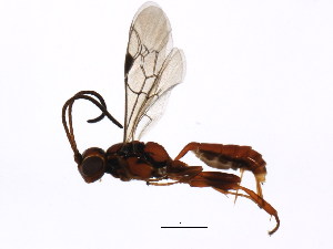  ( - BIOUG00996-G07)  @13 [ ] CreativeCommons - Attribution (2011) CBG Photography Group Centre for Biodiversity Genomics