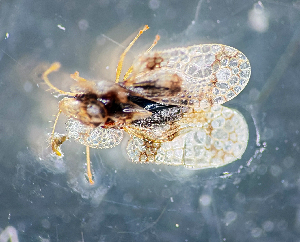  ( - NK3076)  @11 [ ] Copyright (2025) Natalia Kirichenko Sukachev institute of Forest SB RAS