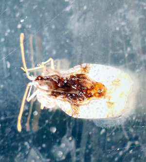  ( - NK3077)  @11 [ ] Copyright (2025) Natalia Kirichenko Sukachev institute of Forest SB RAS