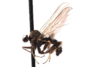  ( - CNC DIPTERA 161610)  @13 [ ] CreativeCommons - Attribution (2011) CNC/CBG Photography Group Centre for Biodiversity Genomics