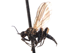  ( - CNC DIPTERA 161612)  @13 [ ] CreativeCommons - Attribution (2011) CNC/CBG Photography Group Centre for Biodiversity Genomics