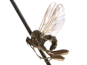  ( - CNC DIPTERA 161614)  @13 [ ] CreativeCommons - Attribution (2011) CNC/CBG Photography Group Centre for Biodiversity Genomics