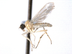  ( - CNC DIPTERA 161680)  @11 [ ] CreativeCommons - Attribution (2012) CNC/CBG Photography Group Centre for Biodiversity Genomics