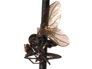  ( - CNC DIPTERA 161699)  @12 [ ] CreativeCommons - Attribution (2012) CNC/CBG Photography Group Centre for Biodiversity Genomics