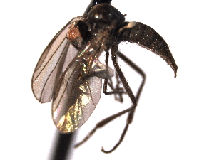  ( - CNC DIPTERA 161701)  @12 [ ] CreativeCommons - Attribution (2012) CNC/CBG Photography Group Centre for Biodiversity Genomics