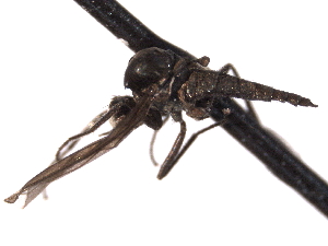 ( - CNC DIPTERA 161702)  @12 [ ] CreativeCommons - Attribution (2012) CNC/CBG Photography Group Centre for Biodiversity Genomics