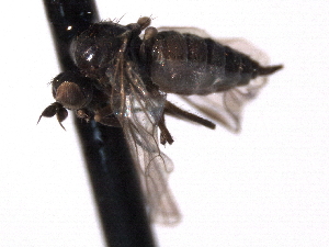  ( - CNC DIPTERA 161727)  @11 [ ] CreativeCommons - Attribution (2012) CNC/CBG Photography Group Centre for Biodiversity Genomics