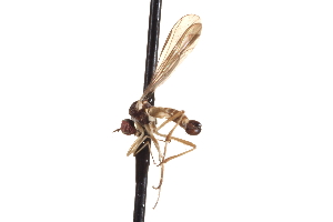 ( - CNC DIPTERA 161737)  @11 [ ] CreativeCommons - Attribution (2012) CNC/CBG Photography Group Centre for Biodiversity Genomics