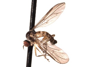  ( - CNC DIPTERA 161740)  @11 [ ] CreativeCommons - Attribution (2012) CNC/CBG Photography Group Centre for Biodiversity Genomics