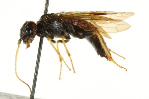  ( - CNCHYM 02082)  @13 [ ] CreativeCommons - Attribution (2011) CNC/CBG Photography Group Centre for Biodiversity Genomics