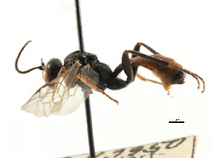  (Tryphon nigripes - CNCHYM 06044)  @11 [ ] CreativeCommons - Attribution (2011) CNC/CBG Photography Group Centre for Biodiversity Genomics