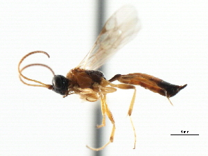  ( - CNCHYM 06103)  @11 [ ] CreativeCommons - Attribution (2011) CNC/CBG Photography Group Centre for Biodiversity Genomics