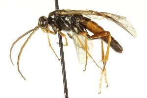  (Tenthredopsis friesei - CNCHYM 03128)  @13 [ ] CreativeCommons - Attribution (2011) CNC/CBG Photography Group Centre for Biodiversity Genomics