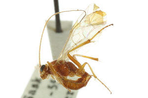  (Mesochorus foersteri - CNCHYM 03838)  @11 [ ] CreativeCommons - Attribution (2011) CNC/CBG Photography Group Centre for Biodiversity Genomics