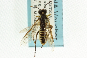  ( - CNCHYM 08073)  @12 [ ] CreativeCommons - Attribution (2011) CNC/CBG Photography Group Centre for Biodiversity Genomics