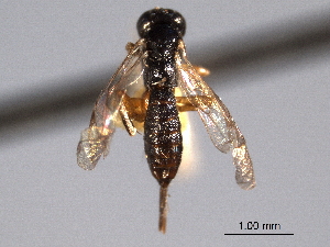  ( - CNCHYM 013352)  @11 [ ] CreativeCommons - Attribution (2012) CNC/CBG Photography Group Centre for Biodiversity Genomics