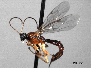  (Dreisbachia navajo - CNCHYM 015708)  @11 [ ] CreativeCommons - Attribution (2012) CNC/CBG Photography Group Centre for Biodiversity Genomics