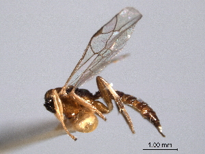  (Zatypota walleyi - CNCHYM 015817)  @11 [ ] CreativeCommons - Attribution (2012) CNC/CBG Photography Group Centre for Biodiversity Genomics