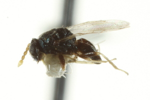  ( - CNCHYM 10157)  @11 [ ] CreativeCommons - Attribution (2012) CNC/CBG Photography Group Centre for Biodiversity Genomics