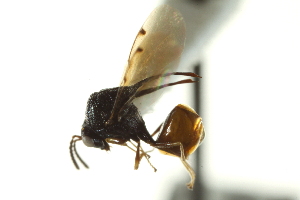  ( - CNCHYM 011381)  @11 [ ] CreativeCommons - Attribution (2012) CBG Photography Group Centre for Biodiversity Genomics