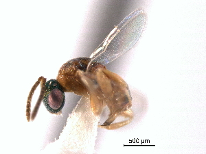  ( - CNCHYM 011716)  @11 [ ] CreativeCommons - Attribution (2012) CNC/CBG Photography Group Centre for Biodiversity Genomics