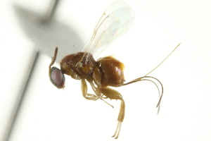  (Physothorax bidentulus - CNCHYM 011719)  @11 [ ] CreativeCommons - Attribution (2012) CNC/CBG Photography Group Centre for Biodiversity Genomics