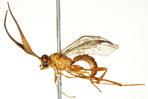  ( - CNCHYM 013508)  @13 [ ] CreativeCommons - Attribution (2012) CNC/CBG Photography Group Centre for Biodiversity Genomics
