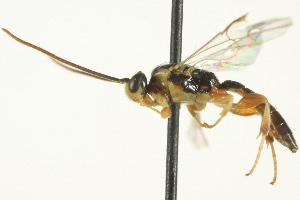  ( - CNCHYM 014602)  @11 [ ] CreativeCommons - Attribution (2012) CNC/CBG Photography Group Centre for Biodiversity Genomics