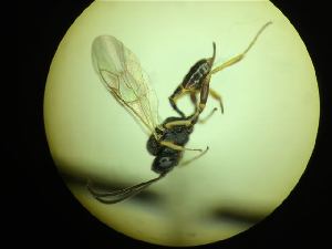  ( - CNC1160793)  @11 [ ] CreativeCommons - Attribution (2019) Her Majesty the Queen in Right of Canada Canadian National Collection of Insects, Arachnids and Nematodes