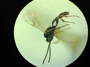  ( - CNC1160794)  @11 [ ] CreativeCommons - Attribution (2019) Her Majesty the Queen in Right of Canada Canadian National Collection of Insects, Arachnids and Nematodes
