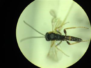  ( - CNC1160795)  @11 [ ] CreativeCommons - Attribution (2019) Her Majesty the Queen in Right of Canada Canadian National Collection of Insects, Arachnids and Nematodes