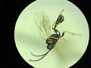  ( - CNC1160796)  @11 [ ] CreativeCommons - Attribution (2019) Her Majesty the Queen in Right of Canada Canadian National Collection of Insects, Arachnids and Nematodes