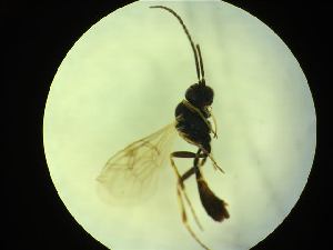  ( - CNC1160803)  @11 [ ] CreativeCommons - Attribution (2019) Her Majesty the Queen in Right of Canada Canadian National Collection of Insects, Arachnids and Nematodes