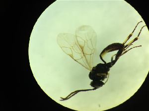  ( - CNC1160808)  @11 [ ] CreativeCommons - Attribution (2019) Her Majesty the Queen in Right of Canada Canadian National Collection of Insects, Arachnids and Nematodes