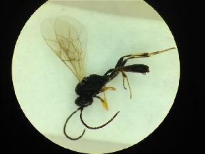  ( - CNC1160812)  @11 [ ] CreativeCommons - Attribution (2019) Her Majesty the Queen in Right of Canada Canadian National Collection of Insects, Arachnids and Nematodes