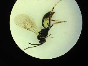  ( - CNC1160817)  @11 [ ] CreativeCommons - Attribution (2019) Her Majesty the Queen in Right of Canada Canadian National Collection of Insects, Arachnids and Nematodes