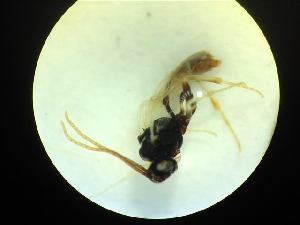  ( - CNC1160828)  @11 [ ] CreativeCommons - Attribution (2019) Her Majesty the Queen in Right of Canada Canadian National Collection of Insects, Arachnids and Nematodes