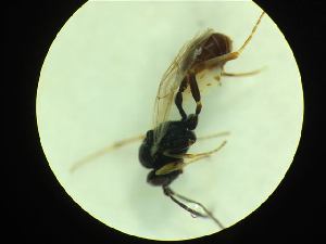  ( - CNC1160829)  @11 [ ] CreativeCommons - Attribution (2019) Her Majesty the Queen in Right of Canada Canadian National Collection of Insects, Arachnids and Nematodes