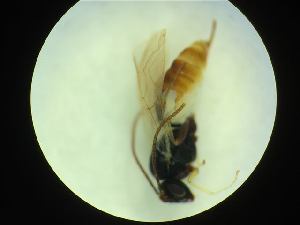  ( - CNC1160830)  @11 [ ] CreativeCommons - Attribution (2019) Her Majesty the Queen in Right of Canada Canadian National Collection of Insects, Arachnids and Nematodes