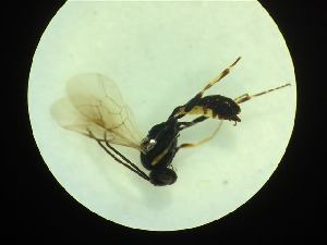  ( - CNC1160839)  @11 [ ] CreativeCommons - Attribution (2019) Her Majesty the Queen in Right of Canada Canadian National Collection of Insects, Arachnids and Nematodes