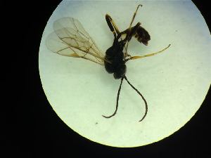 ( - CNC1160840)  @11 [ ] CreativeCommons - Attribution (2019) Her Majesty the Queen in Right of Canada Canadian National Collection of Insects, Arachnids and Nematodes