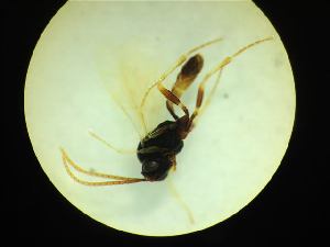  ( - CNC1160849)  @11 [ ] CreativeCommons - Attribution (2019) Her Majesty the Queen in Right of Canada Canadian National Collection of Insects, Arachnids and Nematodes