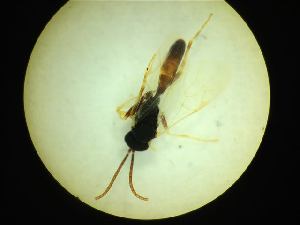  ( - CNC1160850)  @11 [ ] CreativeCommons - Attribution (2019) Her Majesty the Queen in Right of Canada Canadian National Collection of Insects, Arachnids and Nematodes