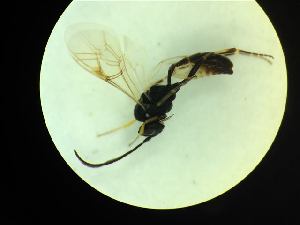  ( - CNC1160856)  @11 [ ] CreativeCommons - Attribution (2019) Her Majesty the Queen in Right of Canada Canadian National Collection of Insects, Arachnids and Nematodes