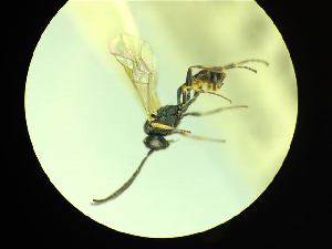  ( - CNC1160864)  @11 [ ] CreativeCommons - Attribution (2019) Her Majesty the Queen in Right of Canada Canadian National Collection of Insects, Arachnids and Nematodes