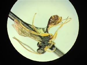  ( - CNC1160865)  @11 [ ] CreativeCommons - Attribution (2019) Her Majesty the Queen in Right of Canada Canadian National Collection of Insects, Arachnids and Nematodes