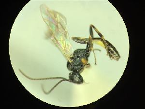  ( - CNC1160869)  @11 [ ] CreativeCommons - Attribution (2019) Her Majesty the Queen in Right of Canada Canadian National Collection of Insects, Arachnids and Nematodes