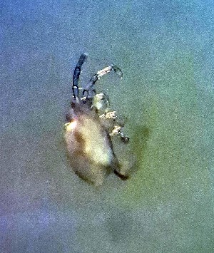  (Atractides clavipes - CCDB-44301-C06)  @11 [ ] CreativeCommons - Attribution Share-Alike (2023) Unspecified University of Montenegro, Faculty of Sciences and Mathematics, Department of Biology, Podgorica