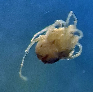  ( - CCDB_39398_B09)  @11 [ ] CreativeCommons - Attribution Share-Alike (2022) Unspecified University of Montenegro, Faculty of Sciences and Mathematics, Department of Biology, Podgorica